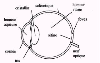 ../_images/optique_oeil_schema.jpg